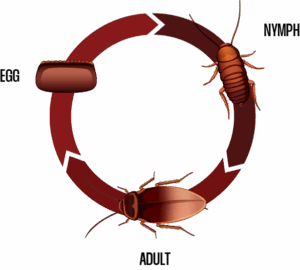 LIFE OF A COCKROACH