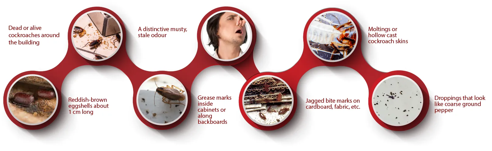 STEPS TO SPOT A COCKROACH INFESTATION
