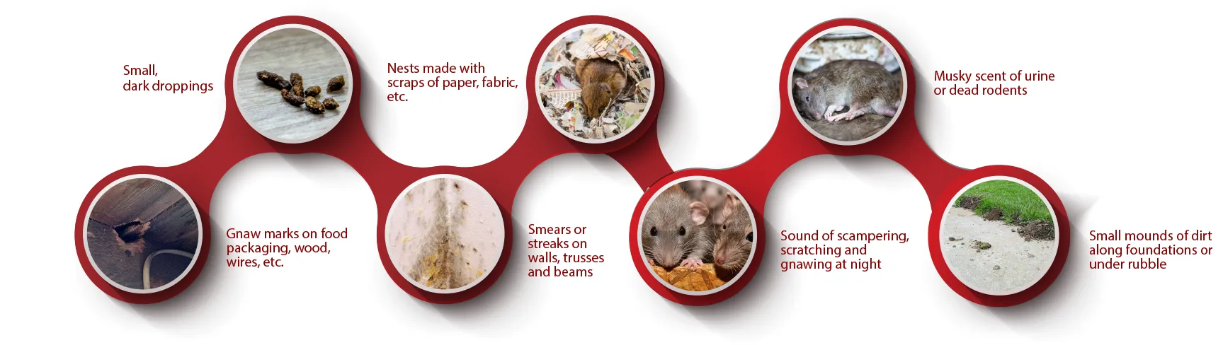 Steps to spot a rodent infestation