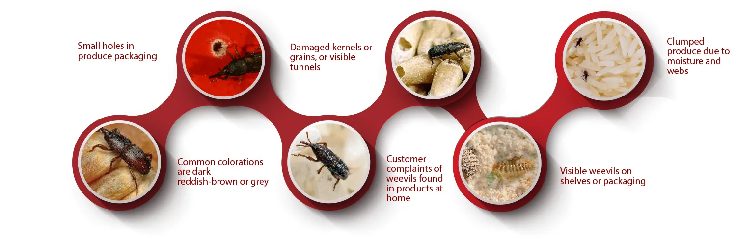 STEPS TO SPOT A WEEVIL INFESTATION